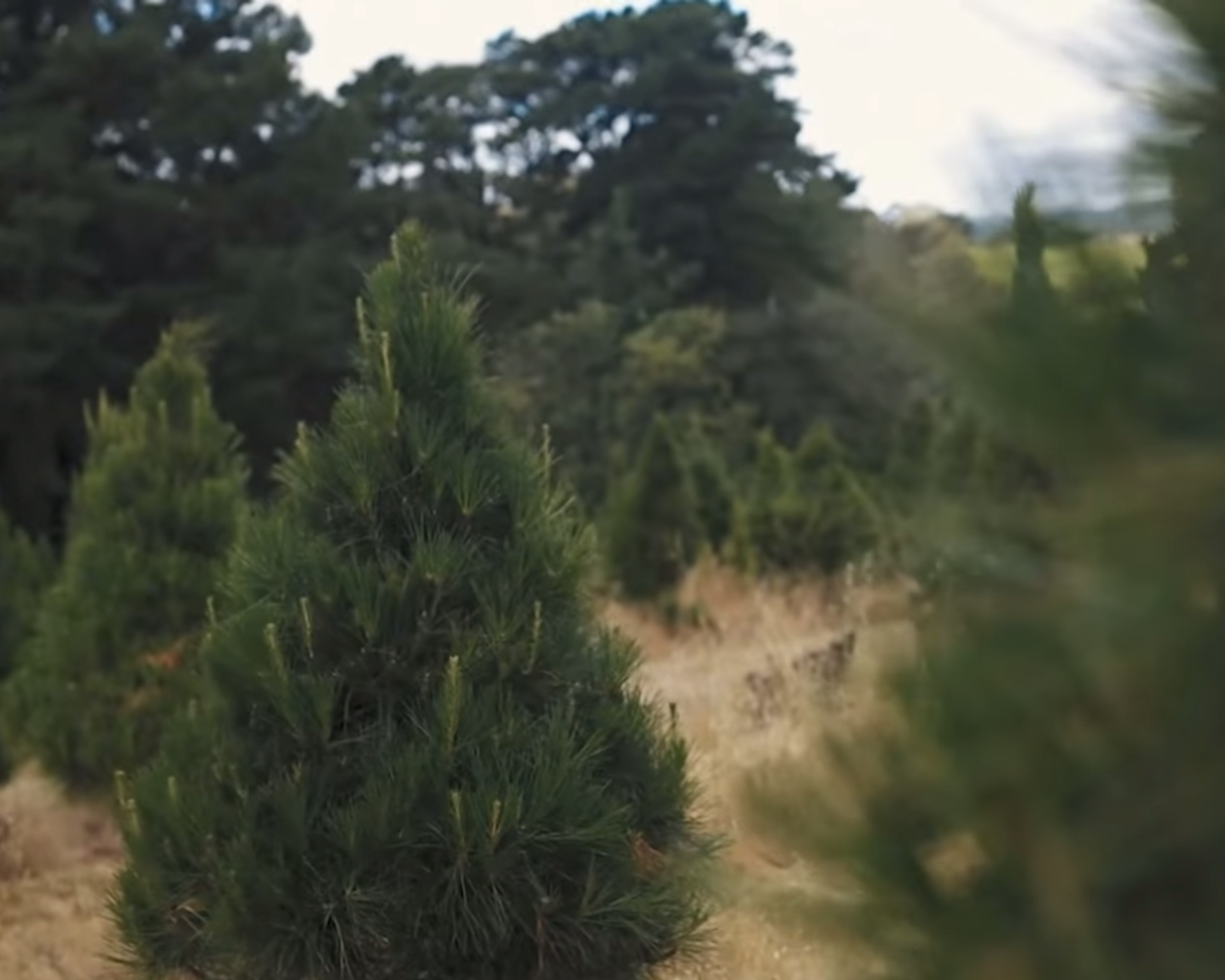 Pick your perfect tree