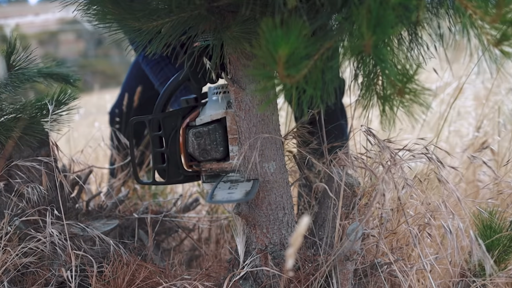 Pick your perfect tree