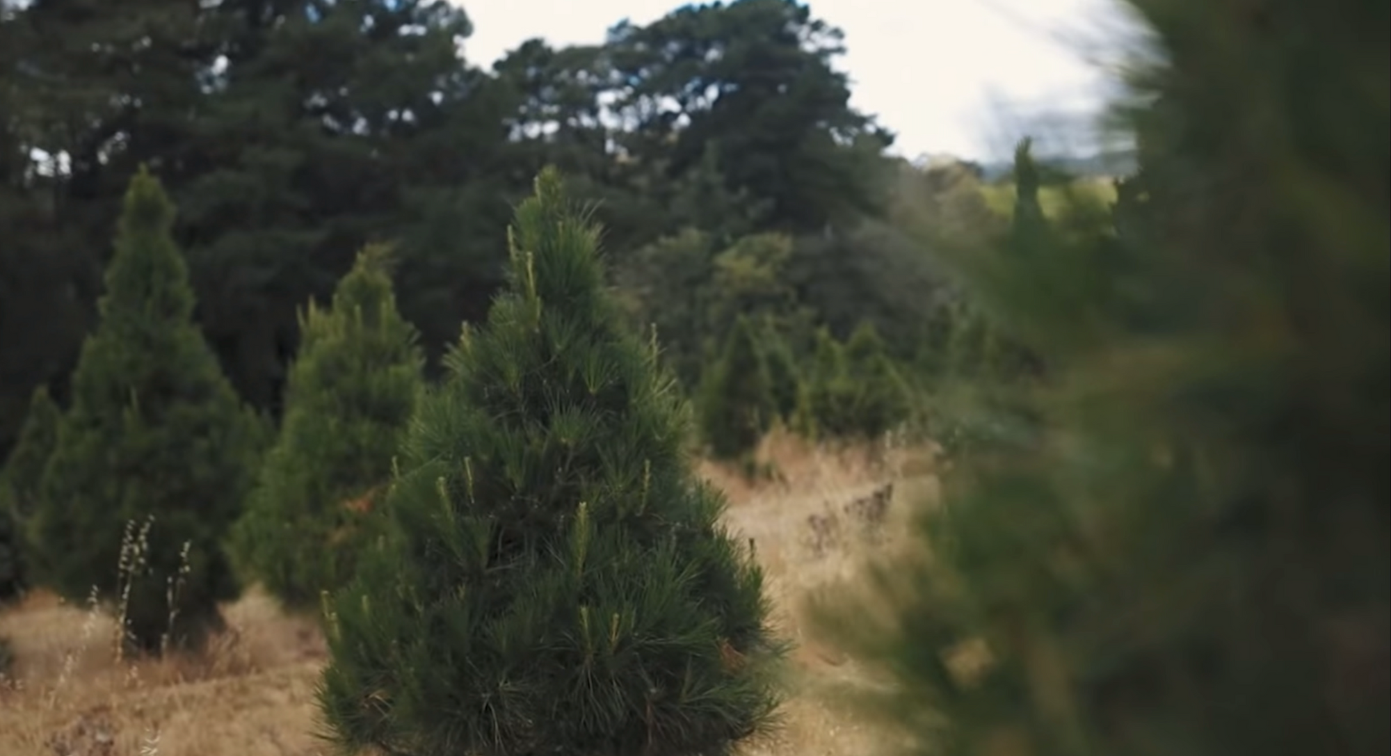 Tree Size (Delivery Included):